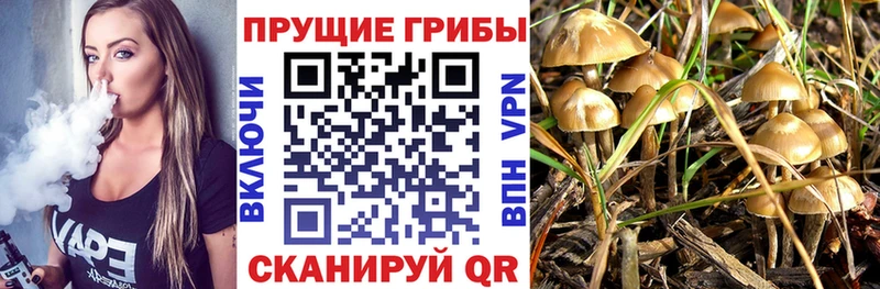 Галлюциногенные грибы Cubensis  Сосновоборск 